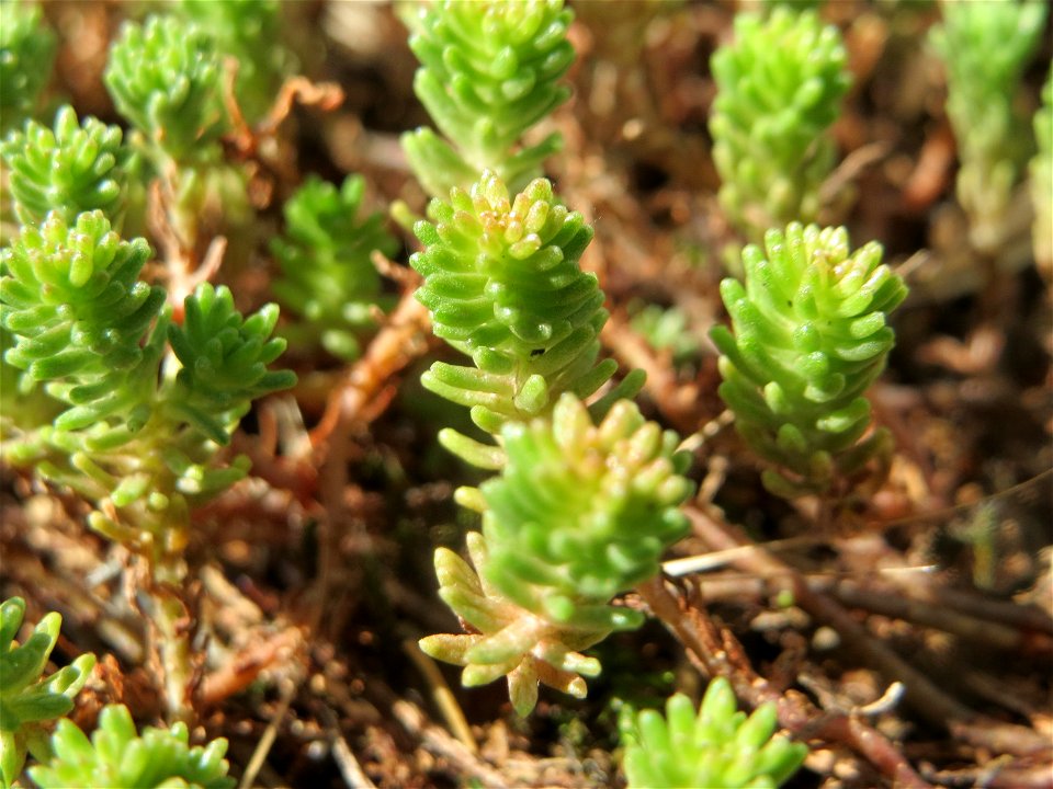 Milder Mauerpfeffer (Sedum sexangulare) im Hockenheimer Rheinbogen
