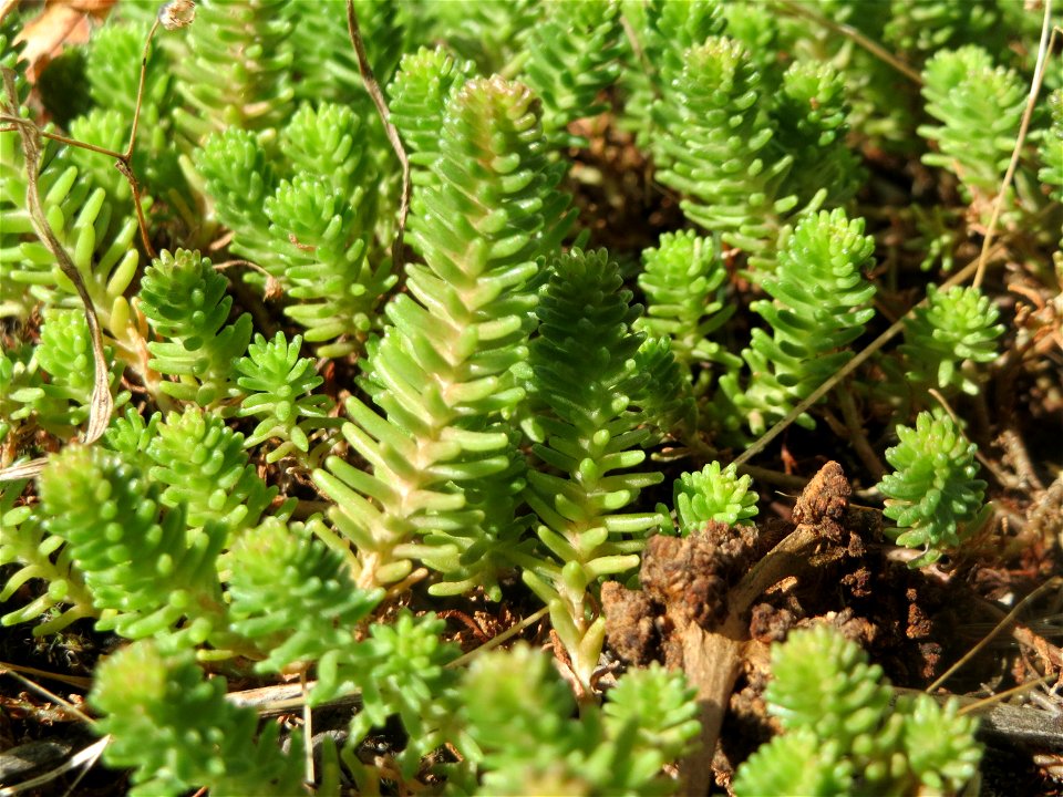 Milder Mauerpfeffer (Sedum sexangulare) im Hockenheimer Rheinbogen