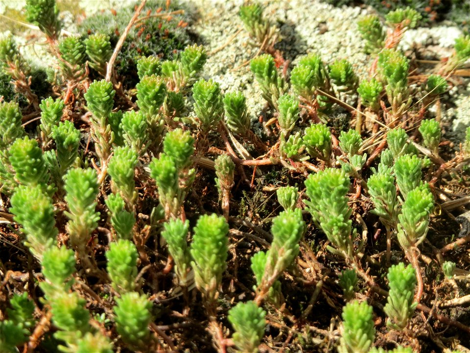 Milder Mauerpfeffer (Sedum sexangulare) im Hockenheimer Rheinbogen