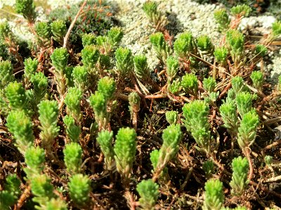 Milder Mauerpfeffer (Sedum sexangulare) im Hockenheimer Rheinbogen