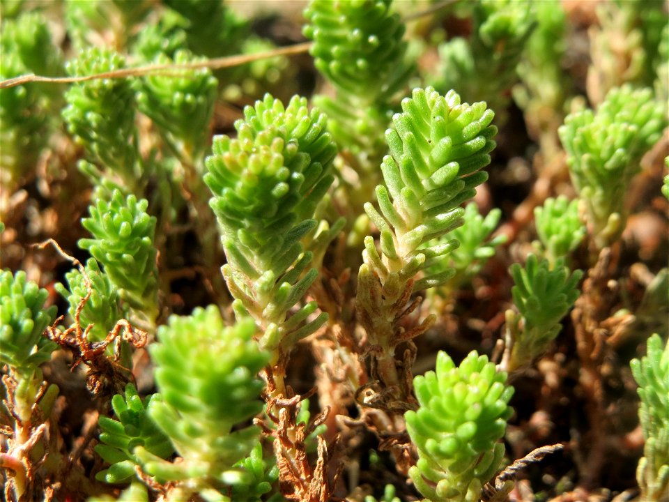 Milder Mauerpfeffer (Sedum sexangulare) im Hockenheimer Rheinbogen