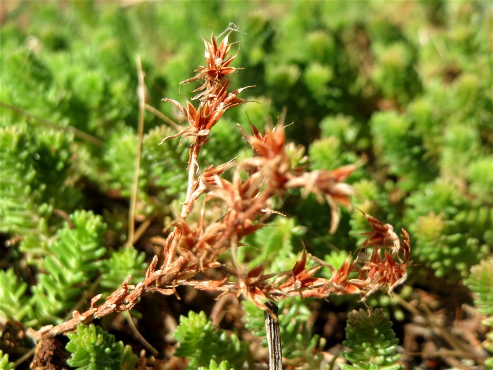 Milder Mauerpfeffer (Sedum sexangulare) im Hockenheimer Rheinbogen