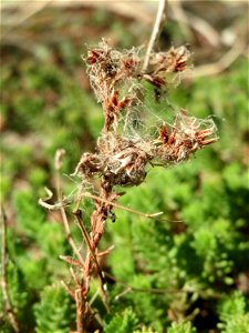 Milder Mauerpfeffer (Sedum sexangulare) im Hockenheimer Rheinbogen