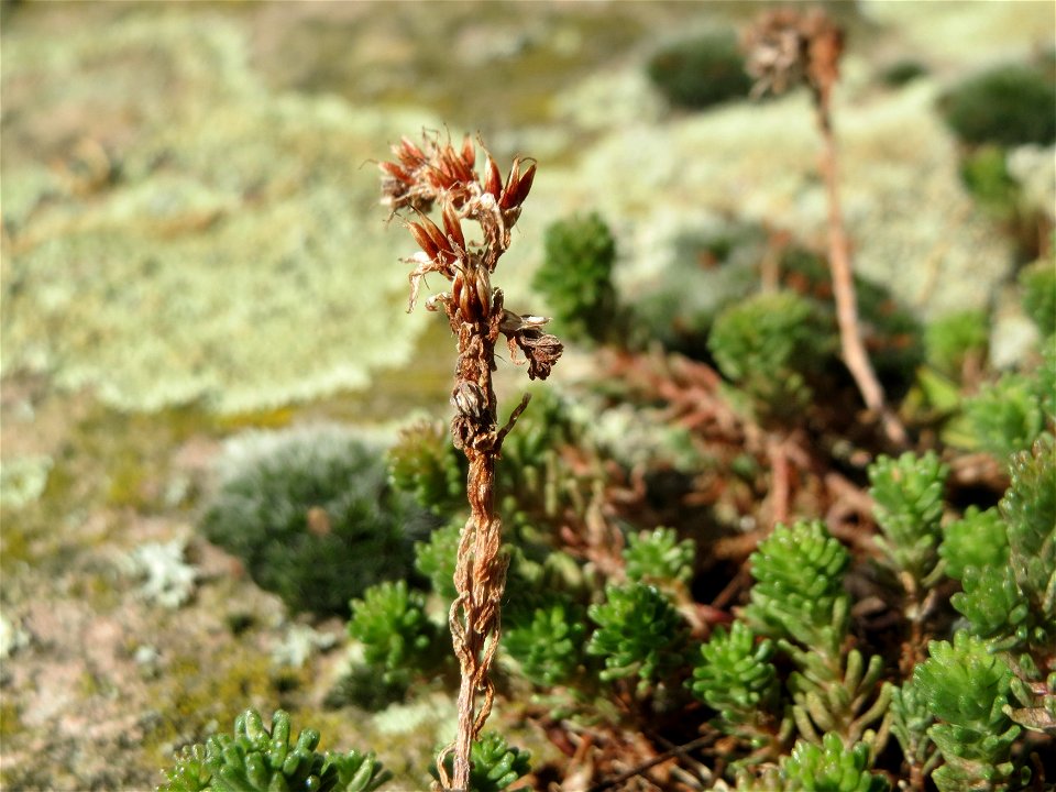 Milder Mauerpfeffer (Sedum sexangulare) im Hockenheimer Rheinbogen