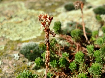 Milder Mauerpfeffer (Sedum sexangulare) im Hockenheimer Rheinbogen