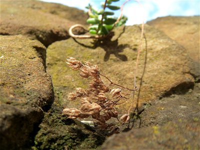 Weiße Fetthenne (Sedum album) an einer Mauer in Hockenheim
