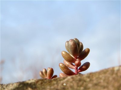 Weiße Fetthenne (Sedum album) an einer Mauer in Hockenheim
