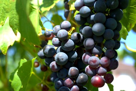 Winegrowing fruit vine