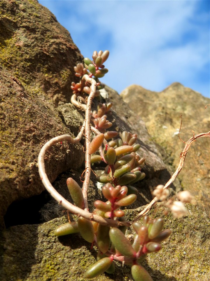 Weiße Fetthenne (Sedum album) an einer Mauer in Hockenheim