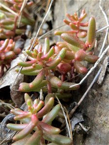 Weiße Fetthenne (Sedum album) am Remigiusberg bei Kusel