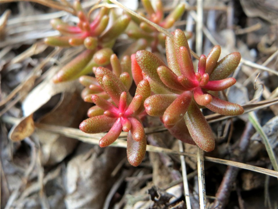 Weiße Fetthenne (Sedum album) am Remigiusberg bei Kusel