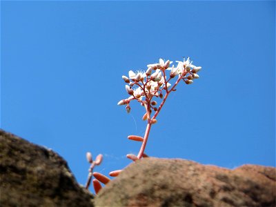 Weiße Fetthenne (Sedum album) an einer Mauer in Hockenheim