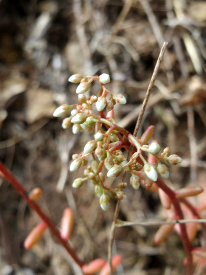 Weiße Fetthenne (Sedum album) am Remigiusberg bei Kusel
