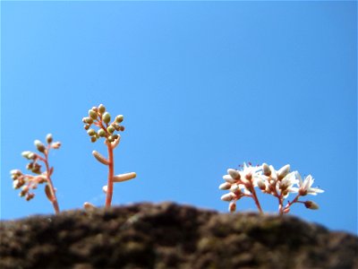 Weiße Fetthenne (Sedum album) an einer Mauer in Hockenheim - häufige Sukkulente an Mauern und Straßenrändern