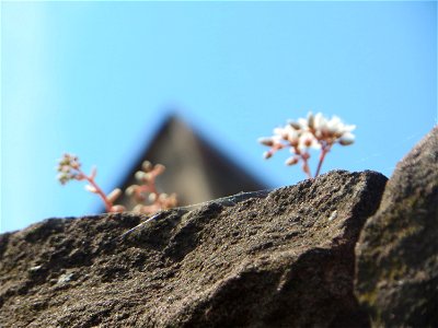 Weiße Fetthenne (Sedum album) an einer Mauer in Hockenheim - häufige Sukkulente an Mauern und Straßenrändern