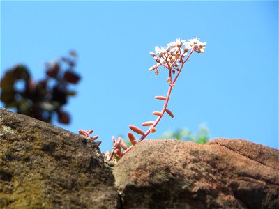 Weiße Fetthenne (Sedum album) an einer Mauer in Hockenheim - häufige Sukkulente an Mauern und Straßenrändern