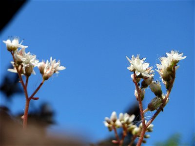 Weiße Fetthenne (Sedum album) an einer Mauer in Hockenheim - häufige Sukkulente an Mauern und Straßenrändern