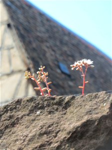 Weiße Fetthenne (Sedum album) an einer Mauer in Hockenheim - häufige Sukkulente an Mauern und Straßenrändern