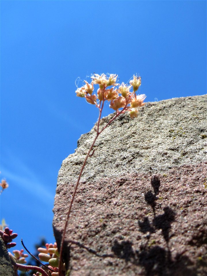 Weiße Fetthenne (Sedum album) an einer Mauer in Hockenheim