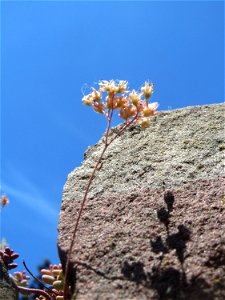 Weiße Fetthenne (Sedum album) an einer Mauer in Hockenheim