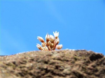 Weiße Fetthenne (Sedum album) an einer Mauer in Hockenheim