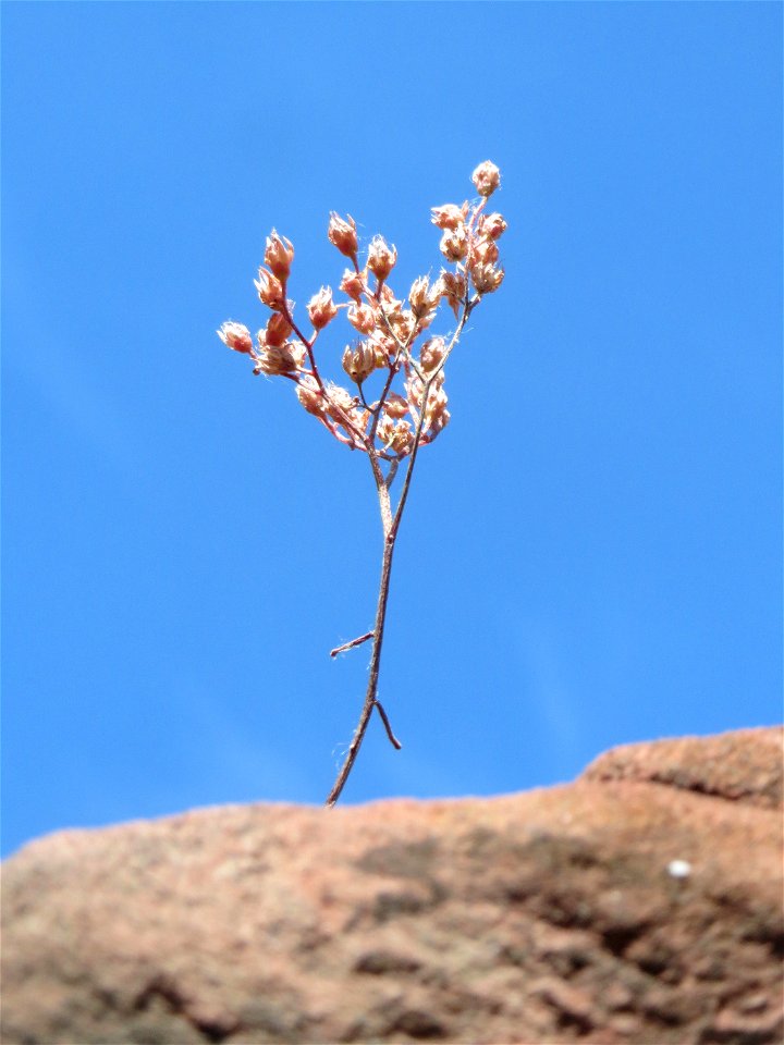 Weiße Fetthenne (Sedum album) an einer Mauer in Hockenheim
