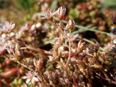 Ritzenbotanik: Weiße Fetthenne (Sedum album) an der A 620 in Alt-Saarbrücken