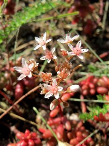 Ritzenbotanik: Weiße Fetthenne (Sedum album) an der A 620 in Alt-Saarbrücken
