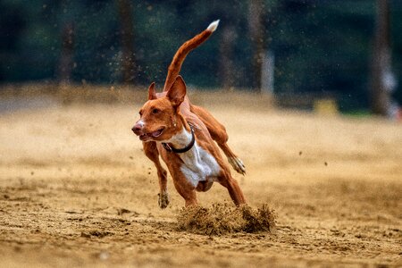 Race run sport