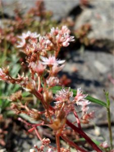 Ritzenbotanik: Weiße Fetthenne (Sedum album) an der A 620 in Alt-Saarbrücken photo