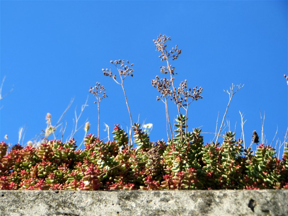 Weiße Fetthenne (Sedum album) auf einem Garagendach in Hockenheim