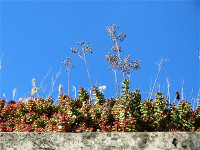 Weiße Fetthenne (Sedum album) auf einem Garagendach in Hockenheim
