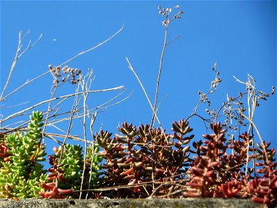 Weiße Fetthenne (Sedum album) auf einem Garagendach in Hockenheim
