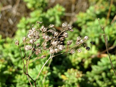 Weiße Fetthenne (Sedum album) an der Friedenshöhe - Teilbereich vom Naturschutzgebiet „Oftersheimer Dünen“