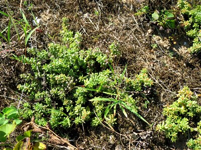 Weiße Fetthenne (Sedum album) an der Friedenshöhe - Teilbereich vom Naturschutzgebiet „Oftersheimer Dünen“