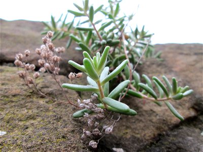 Weiße Fetthenne (Sedum album) an einer Mauer in Hockenheim