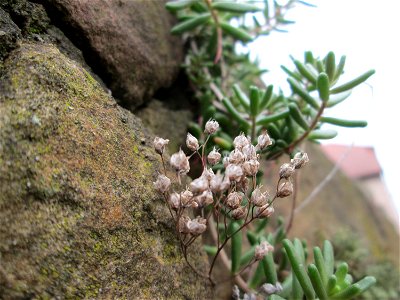 Weiße Fetthenne (Sedum album) an einer Mauer in Hockenheim