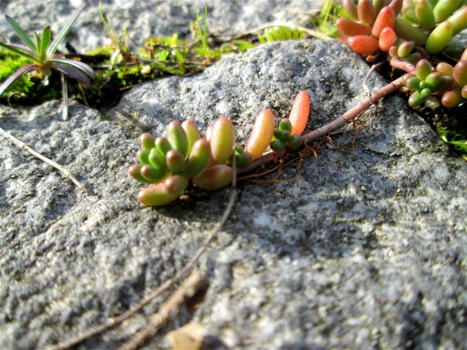 Ritzenbotanik: Weiße Fetthenne (Sedum album) an der A620 in Alt-Saarbrücken