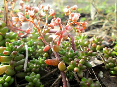 Ritzenbotanik: Weiße Fetthenne (Sedum album) an der A620 in Alt-Saarbrücken