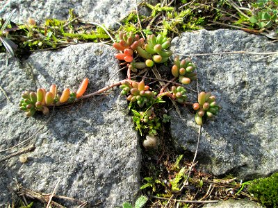 Ritzenbotanik: Weiße Fetthenne (Sedum album) an der A620 in Alt-Saarbrücken