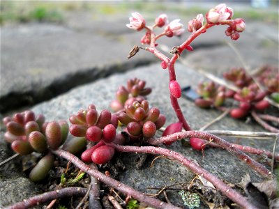 Ritzenbotanik: Weiße Fetthenne (Sedum album) an der A620 in Alt-Saarbrücken