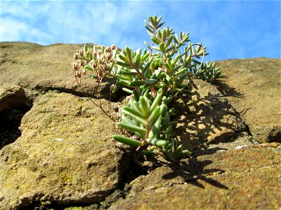 Ritzenbotanik: Weiße Fetthenne (Sedum album) an einer Mauer in Hockenheim