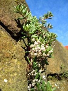 Ritzenbotanik: Weiße Fetthenne (Sedum album) an einer Mauer in Hockenheim