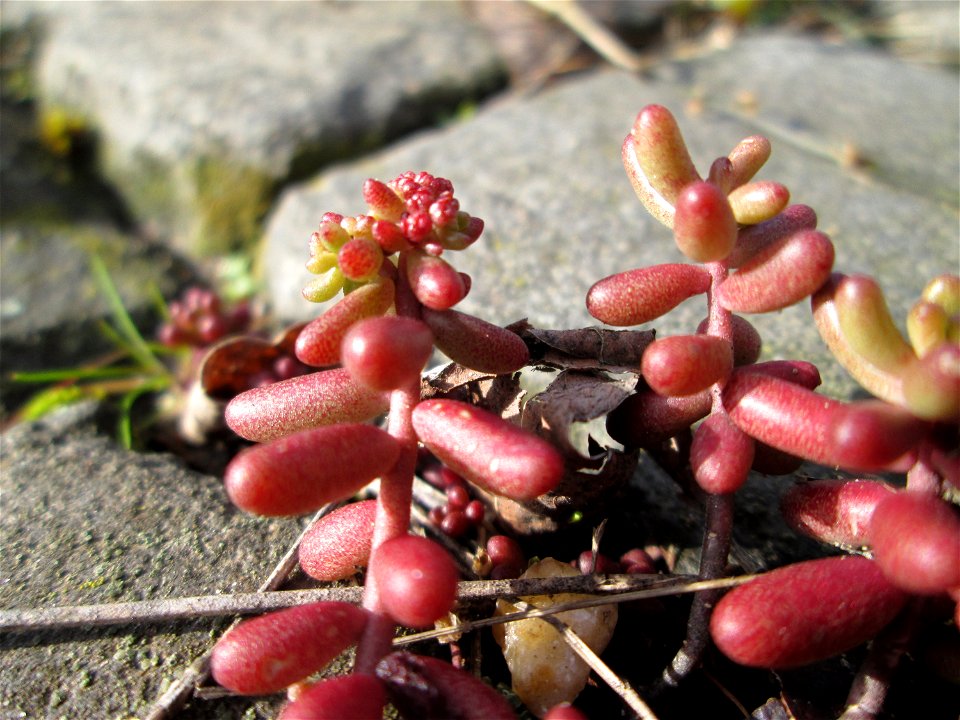 Ritzenbotanik: Weiße Fetthenne (Sedum album) auf Kopfsteinpflaster an der A620 in Alt-Saarbrücken