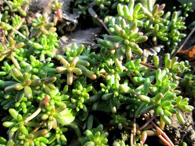 Weiße Fetthenne (Sedum album) am Straßenrand in Hockenheim