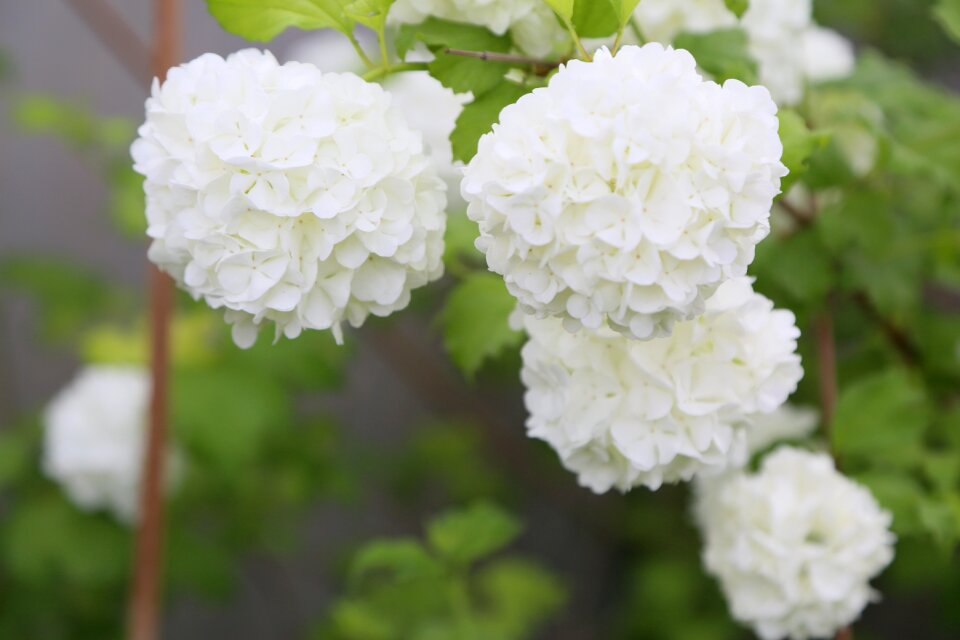 Plant leaves white flowers