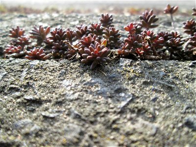 Ritzenbotanik: Weiße Fetthenne (Sedum album) an der A620 in Alt-Saarbrücken