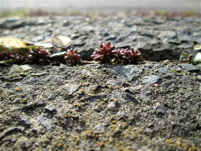 Ritzenbotanik: Weiße Fetthenne (Sedum album) an der A620 in Alt-Saarbrücken