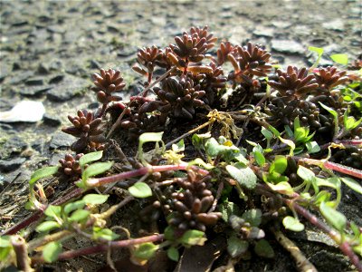 Ritzenbotanik: Weiße Fetthenne (Sedum album) an der A620 in Alt-Saarbrücken
