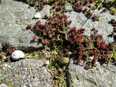 Ritzenbotanik; Weiße Fetthenne (Sedum album) auf Pflasterstein in Hockenheim